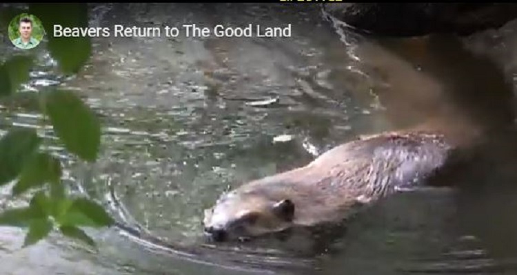 Beavers Return to The Good Land